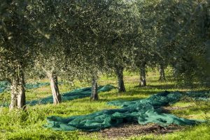 Raccolta delle olive